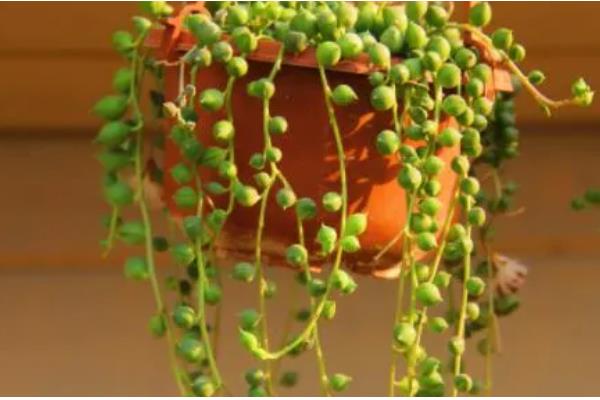 佛珠吊兰能水培吗，不建议水培