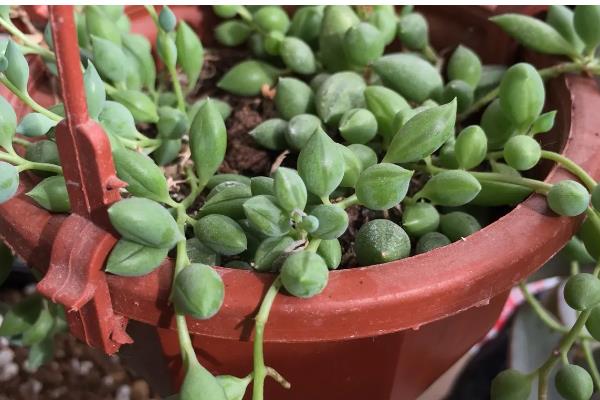 佛珠吊兰能水培吗，不建议水培