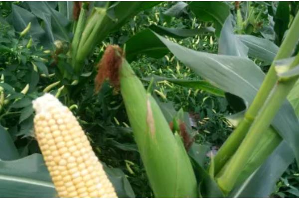 浚单29玉米种的简介，夏播生育期为97天