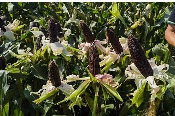 浚单29玉米种的简介，夏播生育期为97天