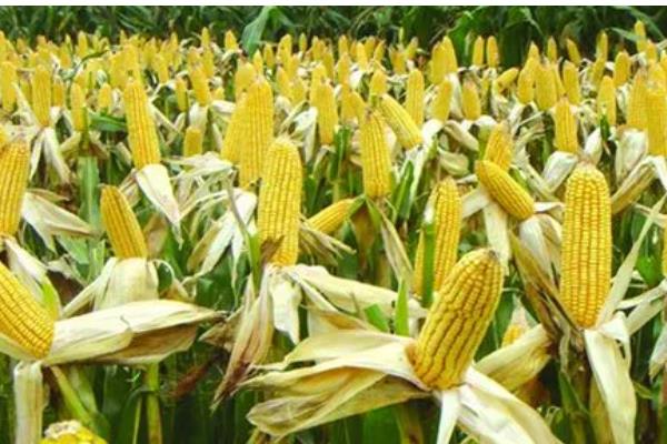 浚单29玉米种的简介，夏播生育期为97天
