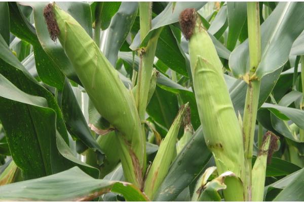 浚单29玉米种的简介，夏播生育期为97天