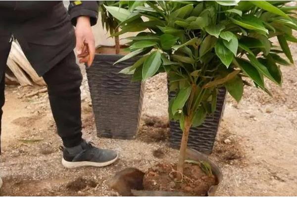 平安树叶子干枯的原因及解决方法，可能是土壤或温度不适所致