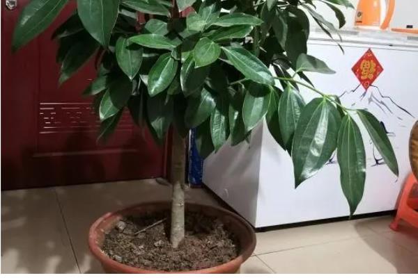 平安树叶子干枯的原因及解决方法，可能是土壤或温度不适所致