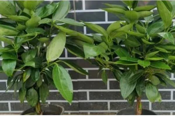 平安树叶子干枯的原因及解决方法，可能是土壤或温度不适所致
