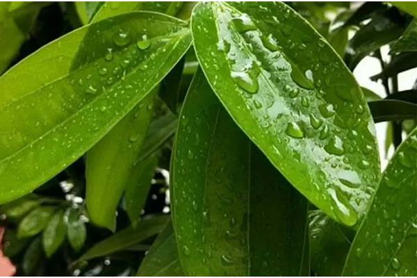 平安树叶子干枯的原因及解决方法，可能是土壤或温度不适所致