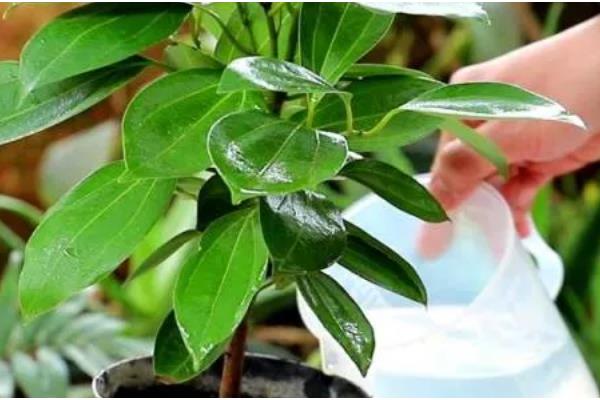 平安树叶子干枯的原因及解决方法，可能是土壤或温度不适所致