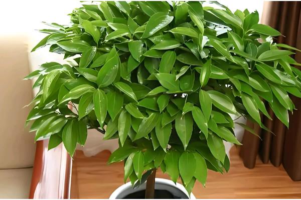 平安树叶子干枯的原因及解决方法，可能是土壤或温度不适所致