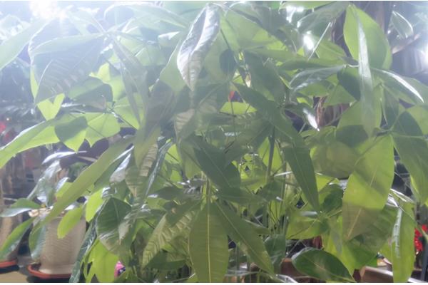 平安树叶子干枯的原因及解决方法，可能是土壤或温度不适所致