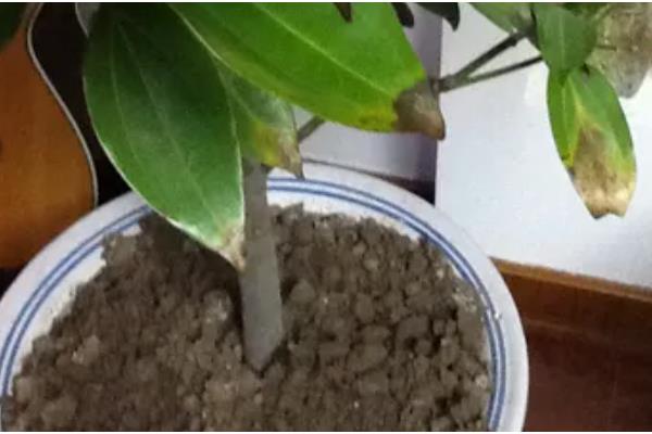 平安树叶子干枯的原因及解决方法，可能是土壤或温度不适所致