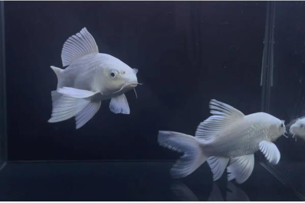 球体蝴蝶鲤容易养吗，饲养难度比较高