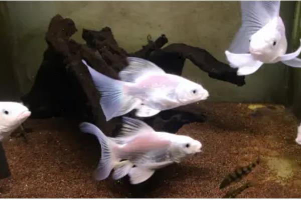 球体蝴蝶鲤容易养吗，饲养难度比较高