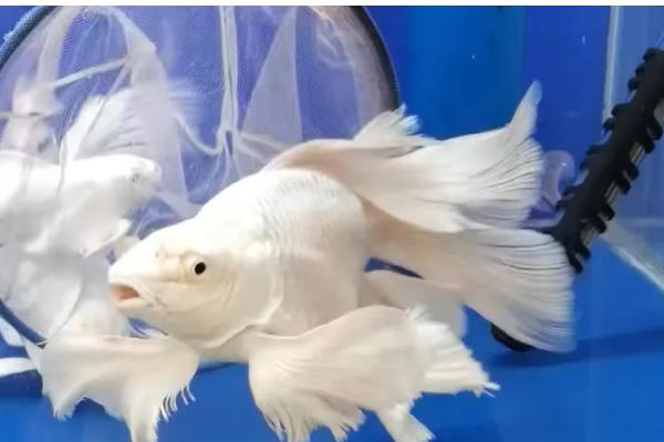 球体蝴蝶鲤容易养吗，饲养难度比较高