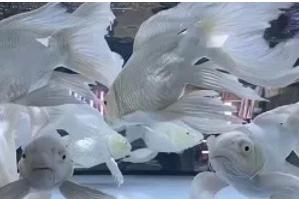 球体蝴蝶鲤容易养吗，饲养难度比较高