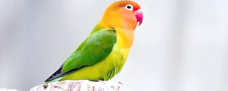 牡丹鹦鹉如何区分公母，可以观察头型、体型等