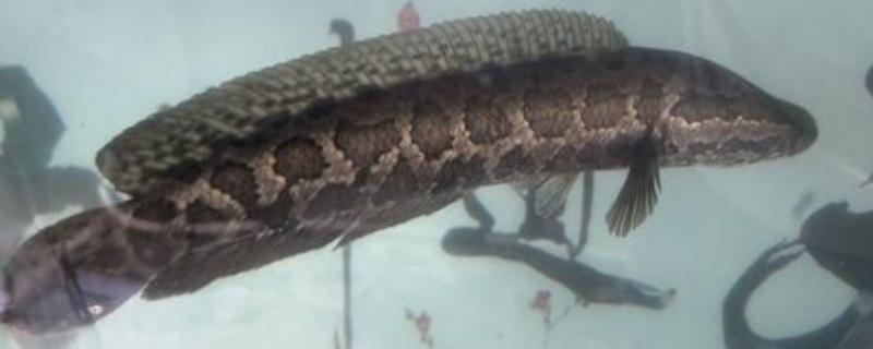 黑鱼区分公母的方法，体形、体色、尾柄等方面不同