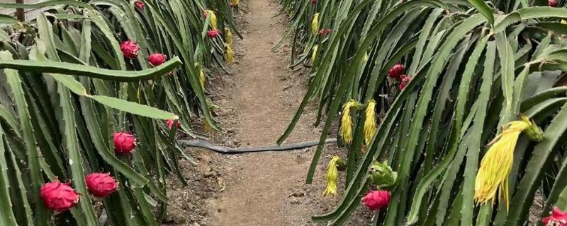 种植火龙果要什么条件，种植时要定期追肥