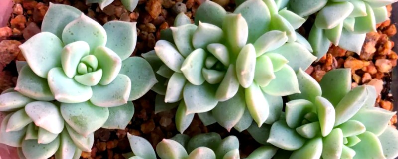 多肉植物怎么扦插繁殖，可叶插、扦插等
