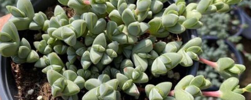 碧玉莲怎样才能开花，宜选用中性土壤种植