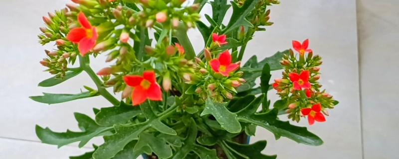 长寿花春季会不会开放，花期为12月份至翌年4月份左右