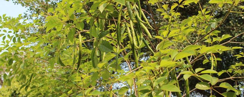木乃芽的简介，属于栾树的嫩芽