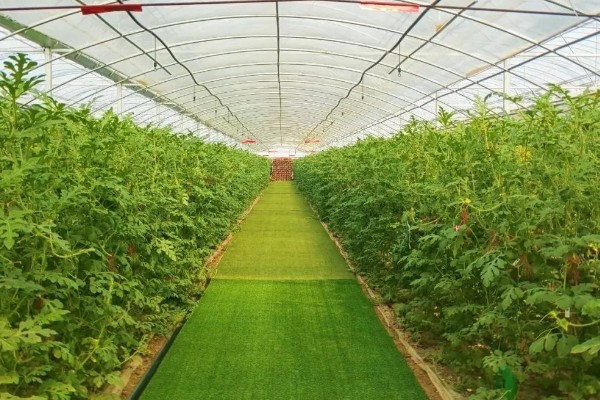 哪种农业是生态农业，基塘农业属于生态农业