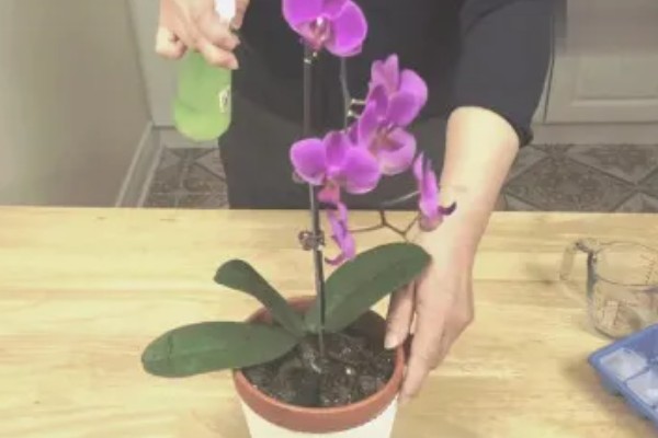 蝴蝶兰叶片变黄的原因,可能是光照太强所致