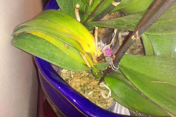 蝴蝶兰叶片变黄的原因,可能是光照太强所致