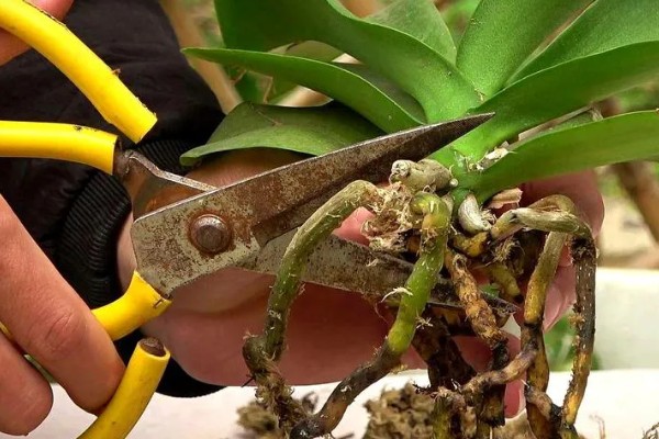 蝴蝶兰叶片变黄的原因,可能是光照太强所致