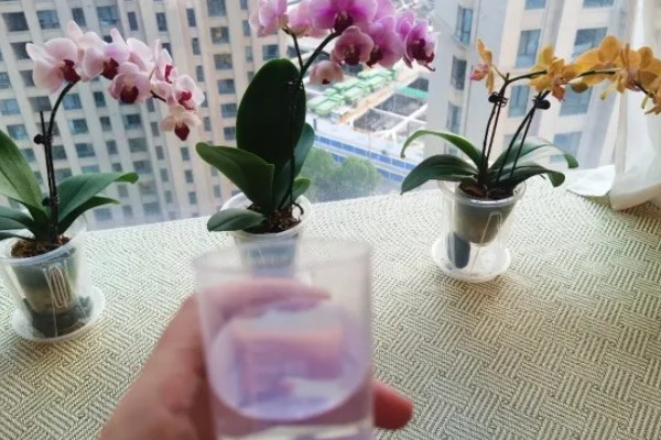 蝴蝶兰叶片变黄的原因,可能是光照太强所致