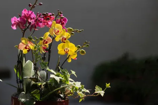 蝴蝶兰叶片变黄的原因,可能是光照太强所致