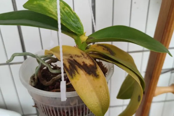 蝴蝶兰叶片变黄的原因,可能是光照太强所致