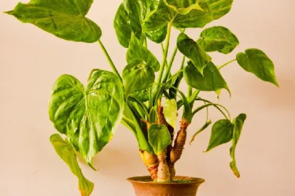 滴水观音夏季怎么养护，每天接受2-3小时的散射光