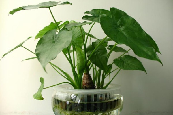 滴水观音夏季怎么养护，每天接受2-3小时的散射光