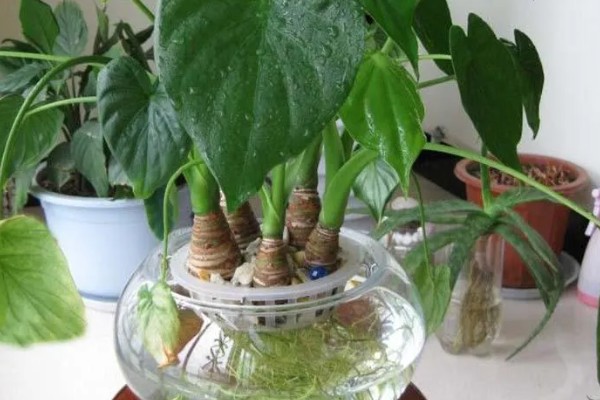 滴水观音夏季怎么养护，每天接受2-3小时的散射光