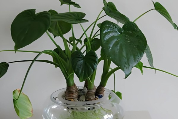 滴水观音夏季怎么养护，每天接受2-3小时的散射光