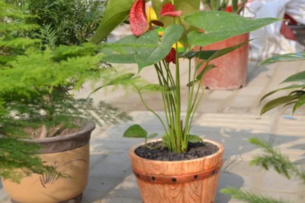 滴水观音夏季怎么养护，每天接受2-3小时的散射光