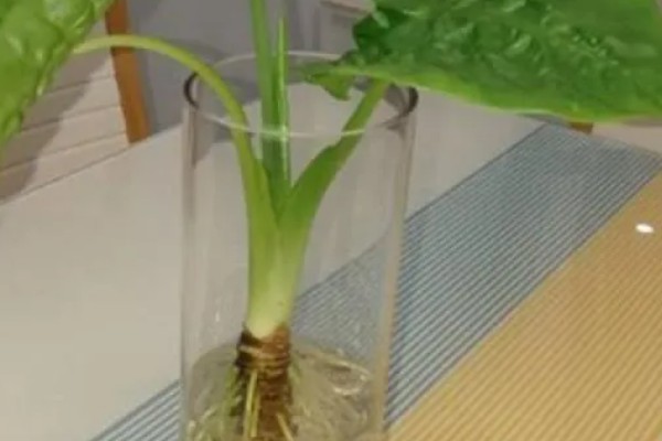 滴水观音夏季怎么养护，每天接受2-3小时的散射光