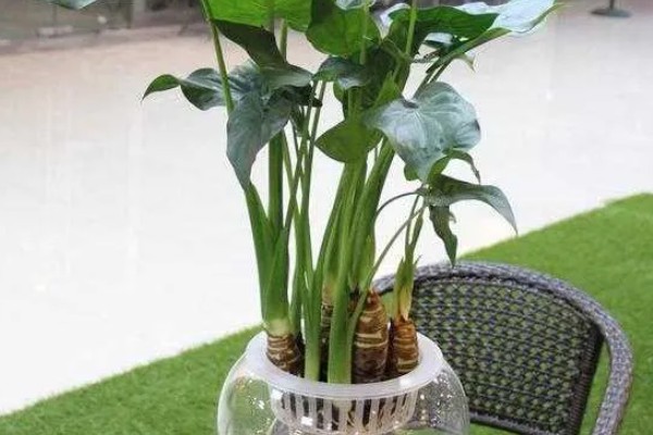 滴水观音夏季怎么养护，每天接受2-3小时的散射光