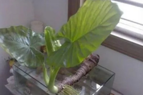 滴水观音夏季怎么养护，每天接受2-3小时的散射光