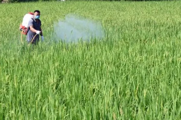 水稻灌浆期用什么叶面肥，可喷洒无氮或者激素类的叶面肥