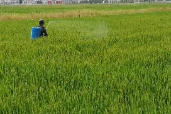 水稻灌浆期用什么叶面肥，可喷洒无氮或者激素类的叶面肥
