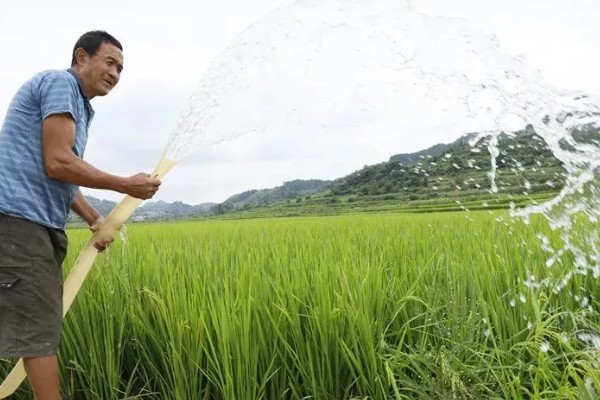 水稻灌浆期用什么叶面肥，可喷洒无氮或者激素类的叶面肥