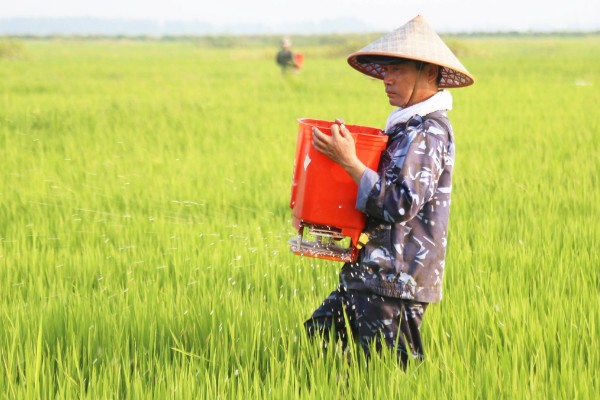 水稻灌浆期用什么叶面肥，可喷洒无氮或者激素类的叶面肥