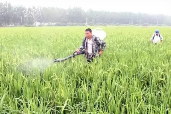 水稻灌浆期用什么叶面肥，可喷洒无氮或者激素类的叶面肥