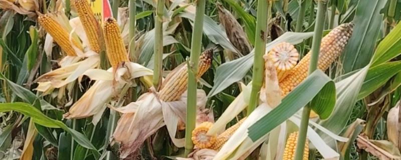 强盛399玉米种的特征特性，生育期为138天左右