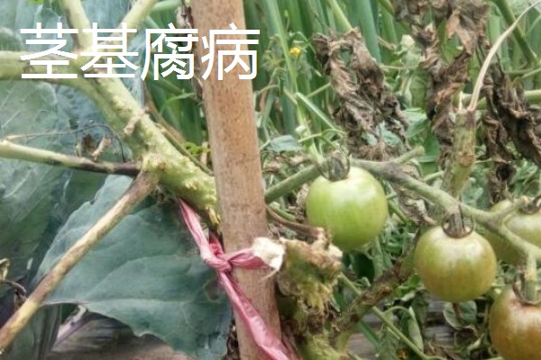 西红柿为何茎部发黑，可能是发生了茎基腐病等病害