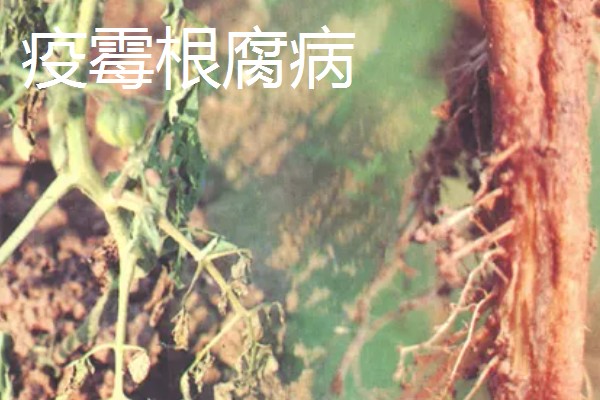 西红柿为何茎部发黑，可能是发生了茎基腐病等病害