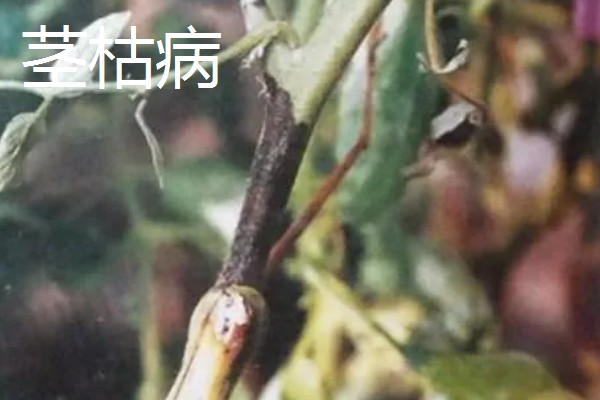 西红柿为何茎部发黑，可能是发生了茎基腐病等病害