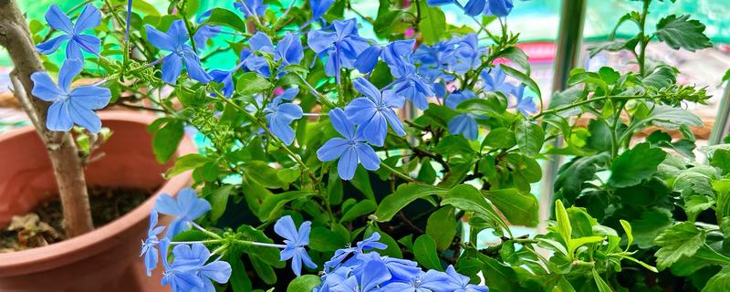 蓝雪花的移栽注意事项，移栽后将植株放置在荫蔽处进行缓苗